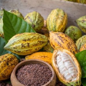 Cocoa beans