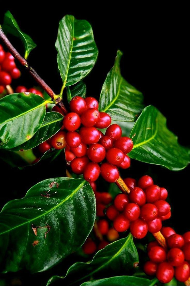 Robusta Coffee